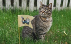 猫宝语画界美媛馆,探寻猫咪世界的艺术魅力